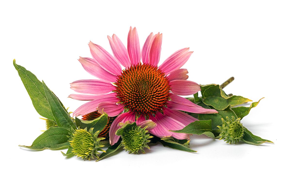 Echinacea v kardiformných kapsulách
