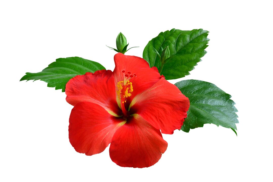 Kvet hibisku ako súčasť kardiformných kapsúl